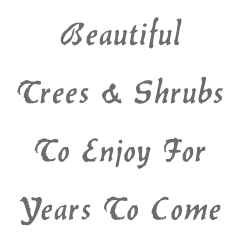 Beautiful Trees & Shrubs To Enjoy For Years To Come