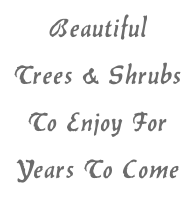 Beautiful Trees & Shrubs To Enjoy For Years To Come