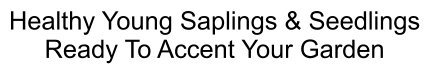 Healthy Young Saplings & Seedlings Ready To Accent Your Garden